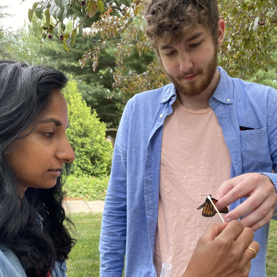 Simpson College biology professor Aswati Subramanian and senior student Ethan Madden swab a butterfly from a Warren County park.