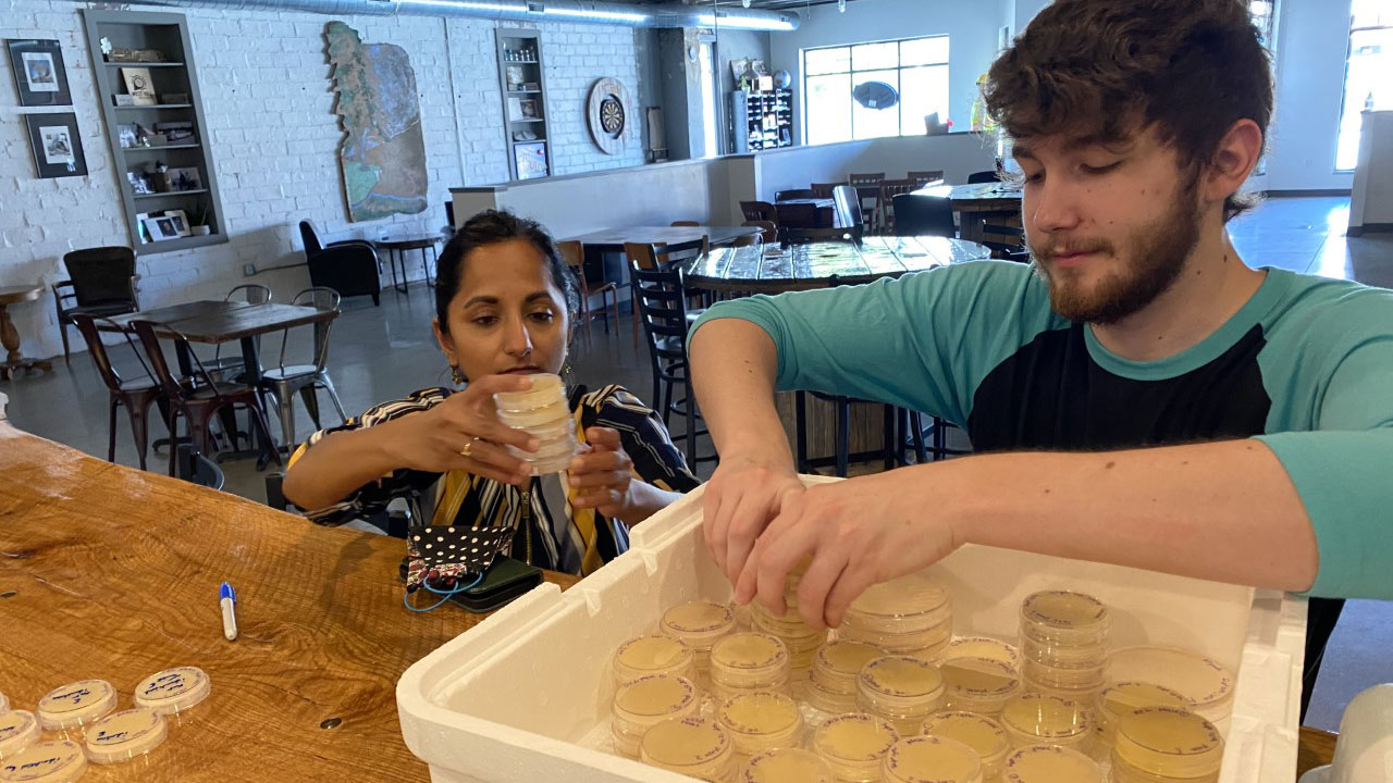 Simpson College biology professor Aswati Subramanian and senior student Ethan Madden organize culture plates extracted from butterflies. 